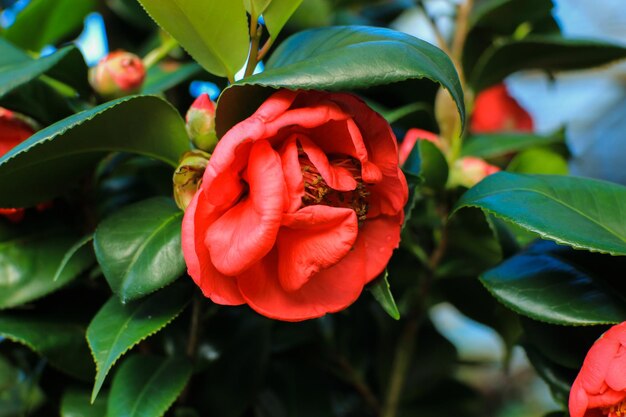 Camellia japonica는 일반적으로 일본 동백이라고합니다.