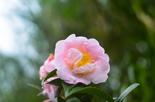 Camellia japonica in the garden