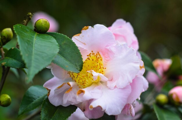 Camellia japonica in the garden