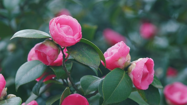 카멜리아 자포니카 (Camellia japonica) 꽃은 분홍색이고, 잎은 초록색이다.