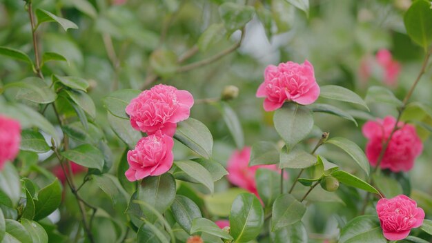 Camellia roze roos kleur bloeit op de struik in de tuin prachtige levendige roze Japanse camellia bloemen