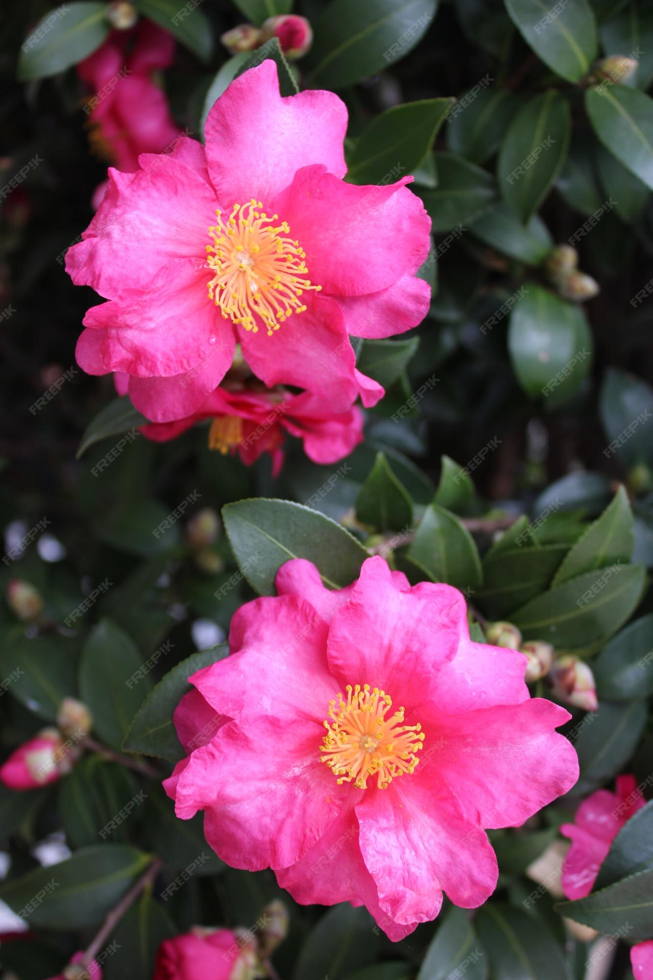 Premium Photo | Camellia sasanqua, with common name sasanqua camellia