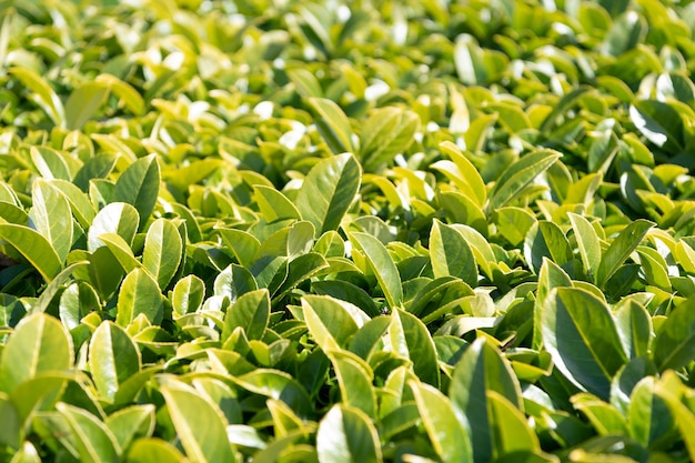 Camellia sinensisの葉の緑は、自然の葉の背景、茶樹を残します。