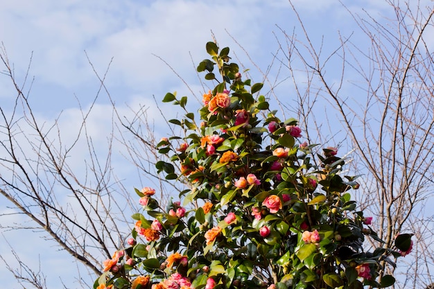 Camellia whose flowers have brown spots