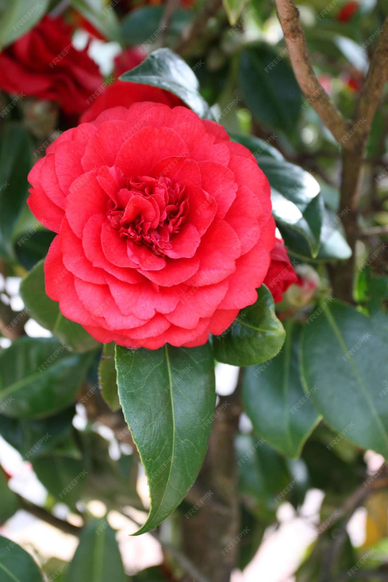 Premium Photo | Camellias of red color in the garden