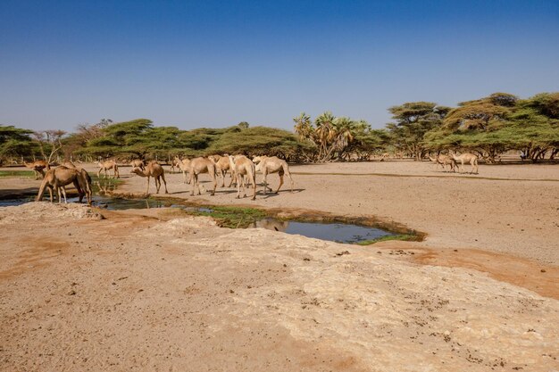 Photo camels amidst trees at kalacha oasis in north horr kenya