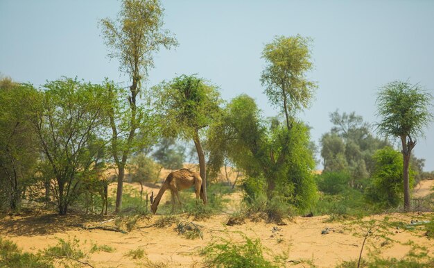 camels in the Arabian desert