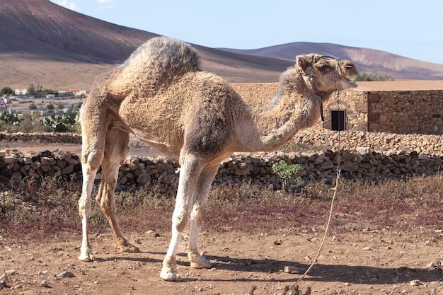 Верблюды - обычное явление в Марокко.