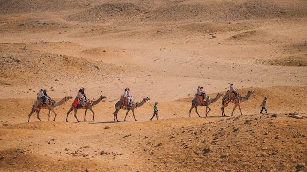 Camels In the Cairo Desert