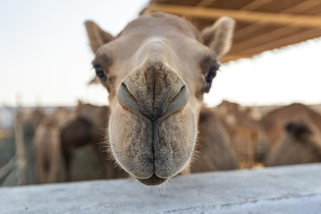 Camels in the camel farm in Manama Bahrain