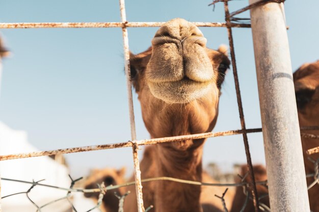 Photo camels in the camel farm in manama bahrain