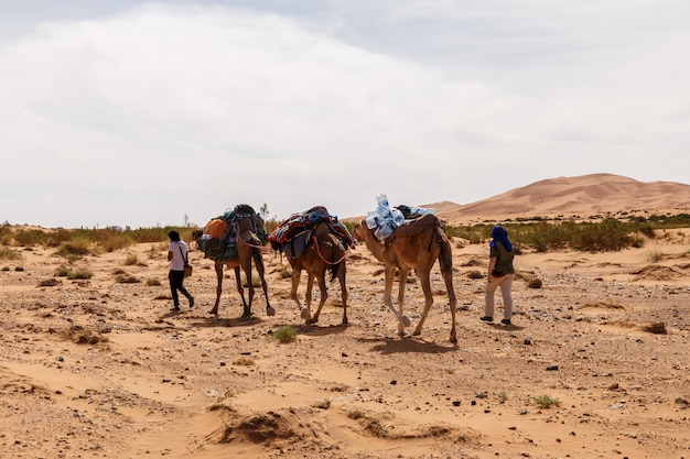 Camels caravan in the sahara desert