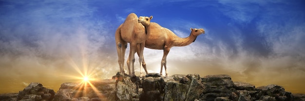 Camels on a cliff with a blue sky in the background