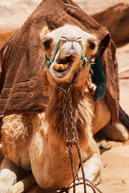 Camels decorated with brown saddle coats  resting in Wadi Rum desert Jordan  Outdoors adventure travel concept