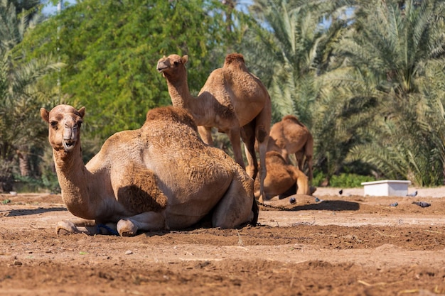 Foto cammelli nell'oasi del deserto