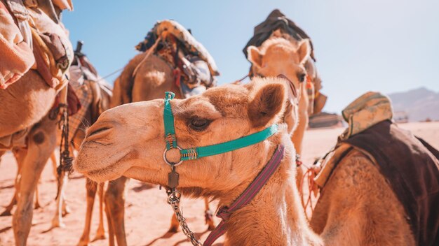 Camels in the desert with the sun shining on them