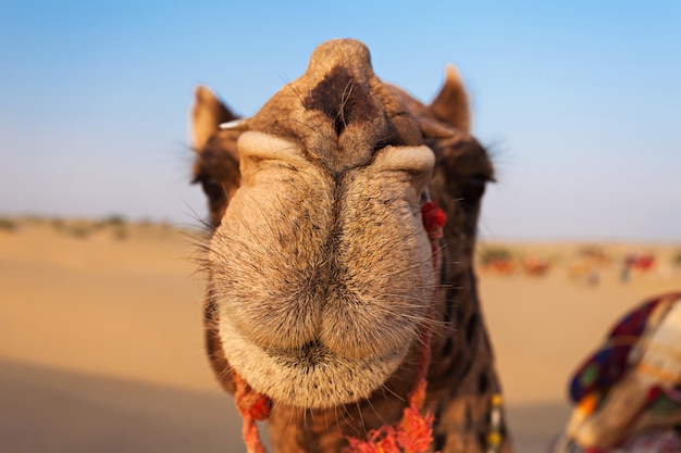 Camels in desert