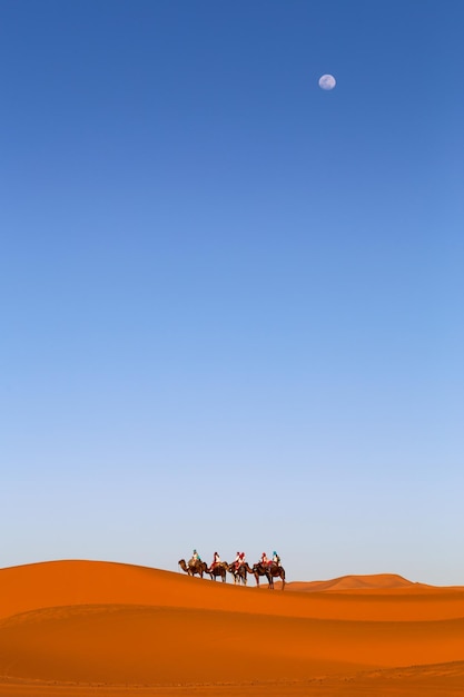 Camels in the desert