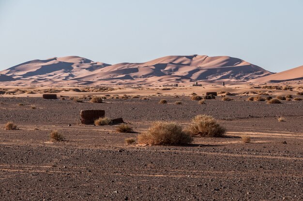 Camels, dromedaries and berebers Morocco