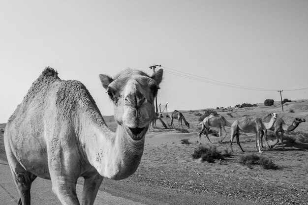 Photo camels on farm against sky