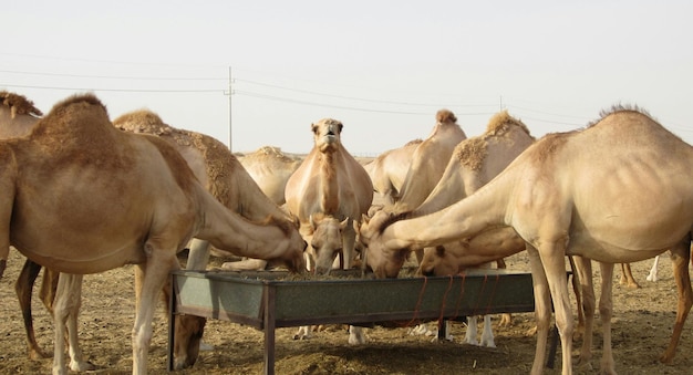 Foto cammelli che si nutrono di cibo contro un cielo limpido