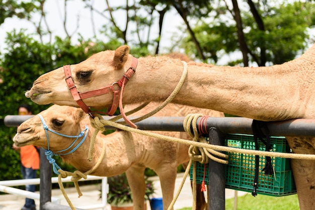 Camels feeding isolated on white background with clipping path