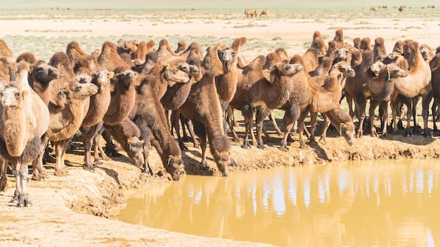 Foto cammelli su un campo