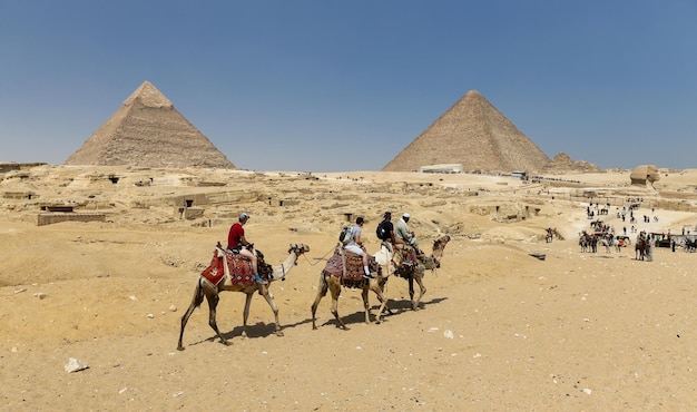 Верблюды в комплексе пирамид Гизы, Каир, Египет