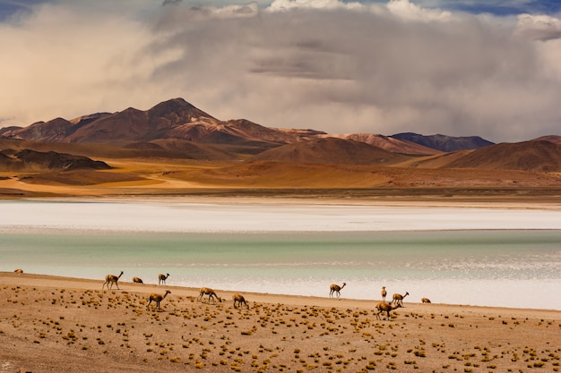 Camels grazing on the shores of the Tuyajto lagoon in South American