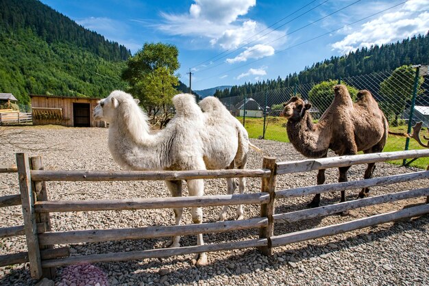 ホームパークの野生動物のラクダ