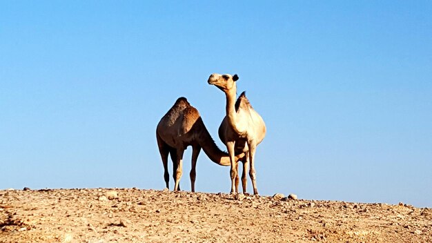 Camels on landscape against clear blue sky