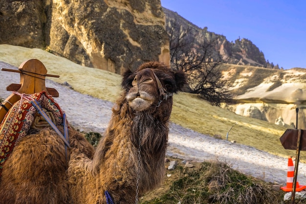 The camels in Pasabag Monk Valley Goreme Turkey