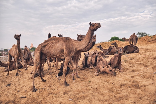 Photo camels at pushkar mela pushkar camel fair india