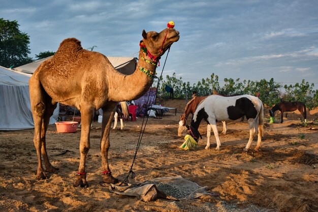 Camels at Pushkar Mela Pushkar Camel Fair , India