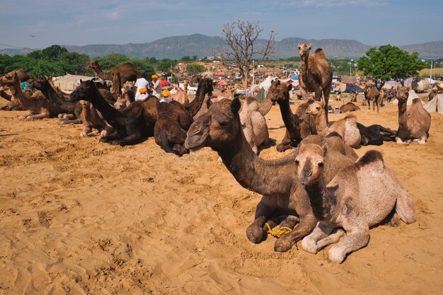 Camels at Pushkar Mela Pushkar Camel Fair , India