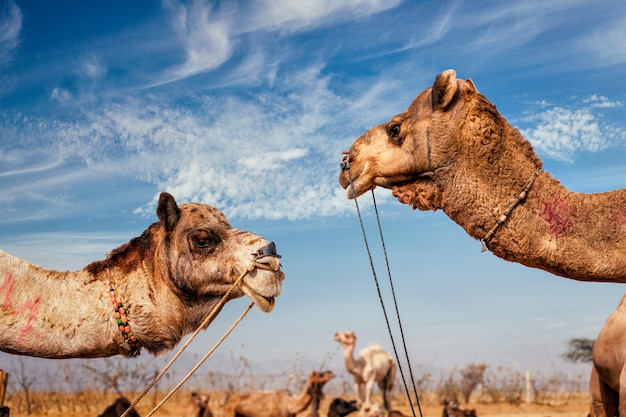 Pushkar Mela (Pushkar Camel Fair), 인도 낙타