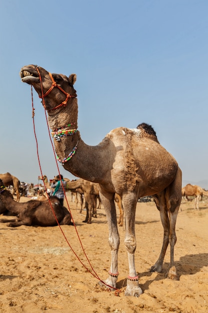 Camels at Pushkar Mela (Pushkar Camel Fair), India