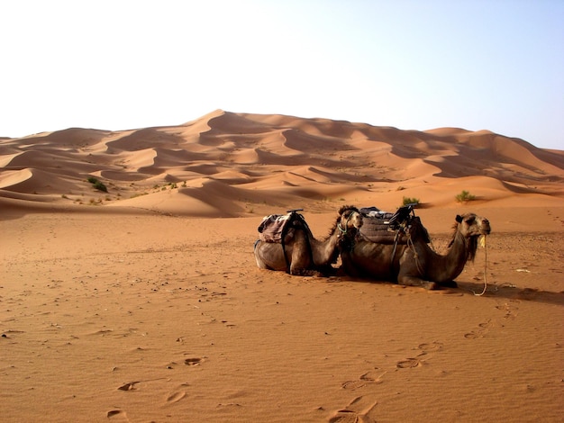 camels relaxing on sand in desert against sky during sunny day