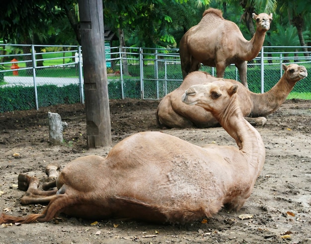 Верблюды в водоеме в Таиланде