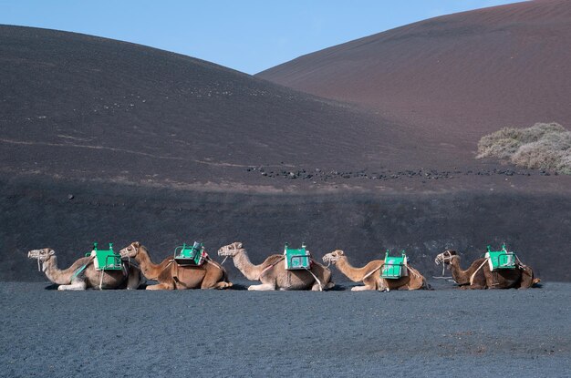 Camels resting on black sand