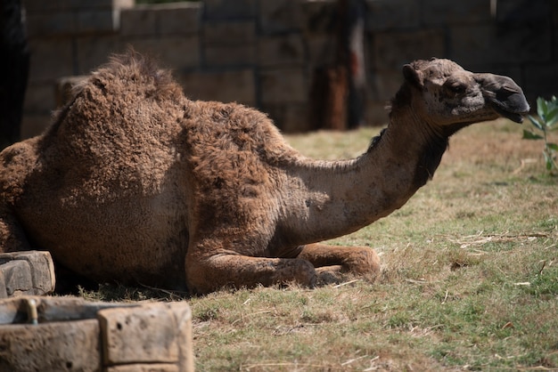 Camels resting in the desert