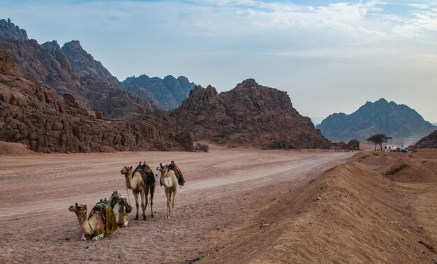 Camels on the road in the desert