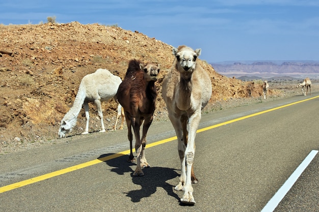 サウジアラビアの道路上のラクダ