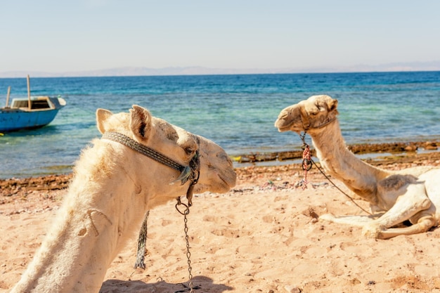 Camels on the shore of the Red Sea in the Gulf of Aqaba Dahab Egypt