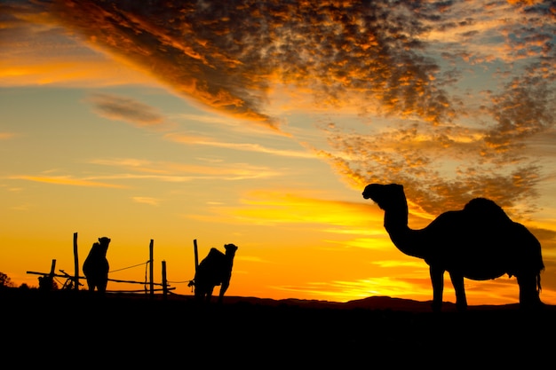 camels silhouette in the desert