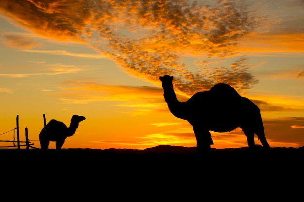 camels silhouette in the desert