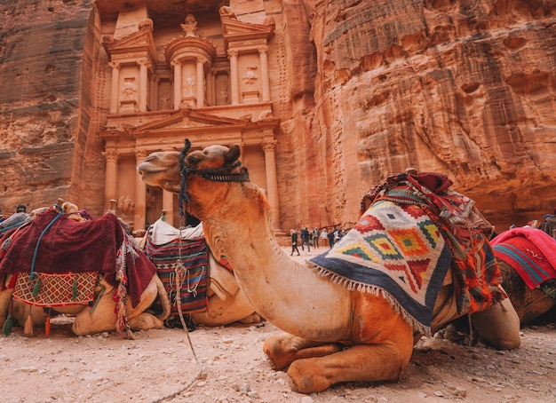 Camels sit in front of a building in petra.