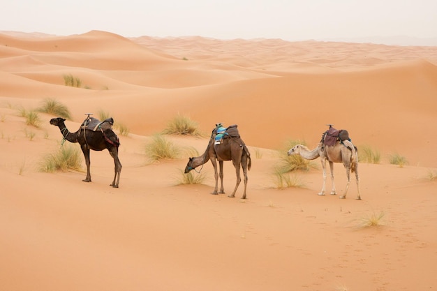 camels standing on desert