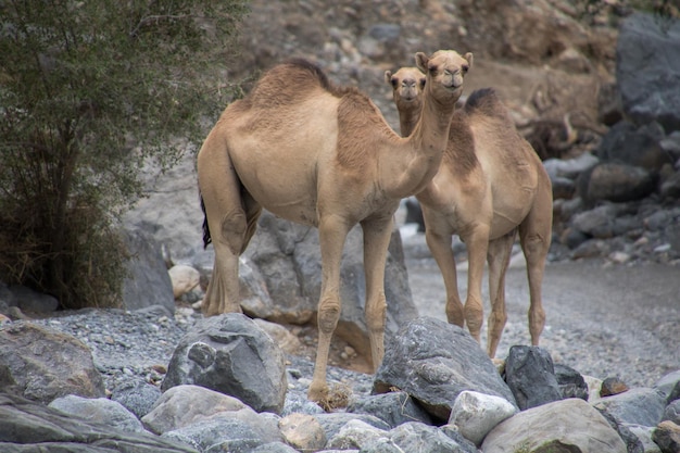 Foto cammelli in piedi su pietre