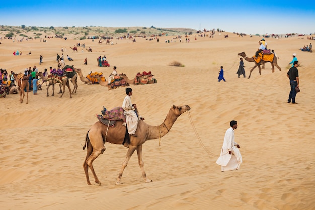 Camels in Thar desert